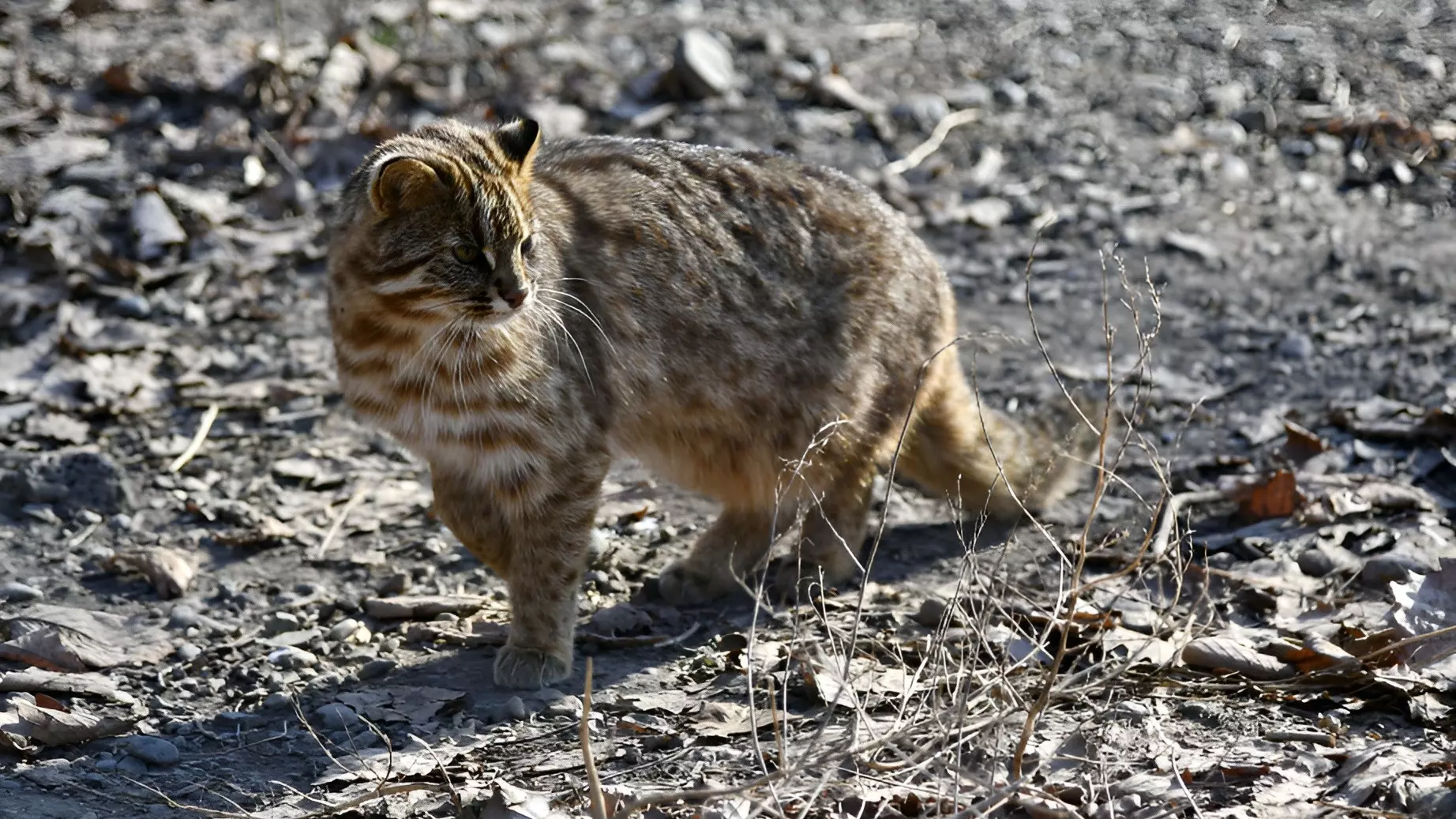 Амурские лесные кошки котятся в Хабаровском крае