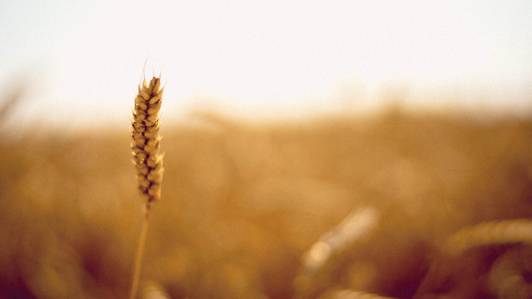 Производителей зерна в Хабаровском крае учат работать с «Зерном»
