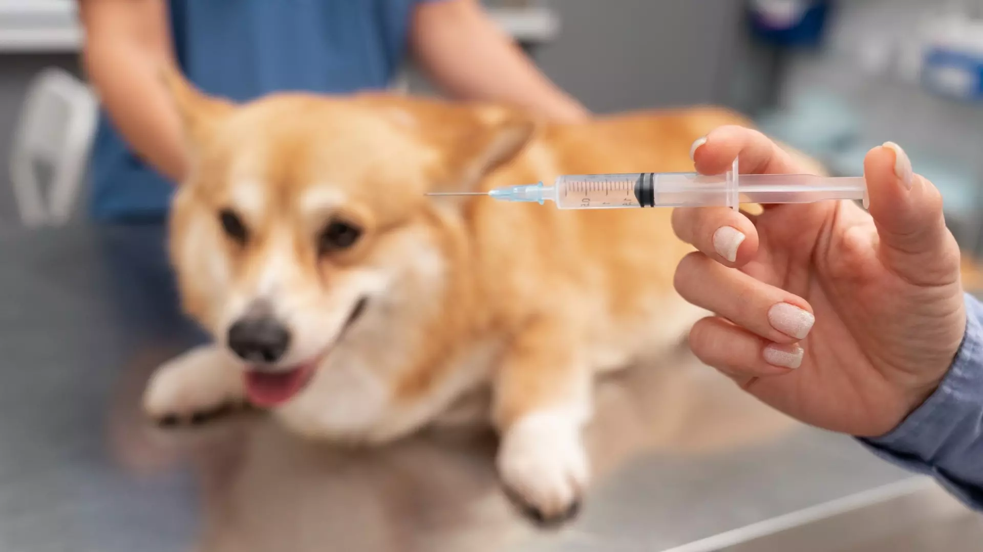 Пришло время ставить прививки собакам и кошкам — хабаровские ветеринары