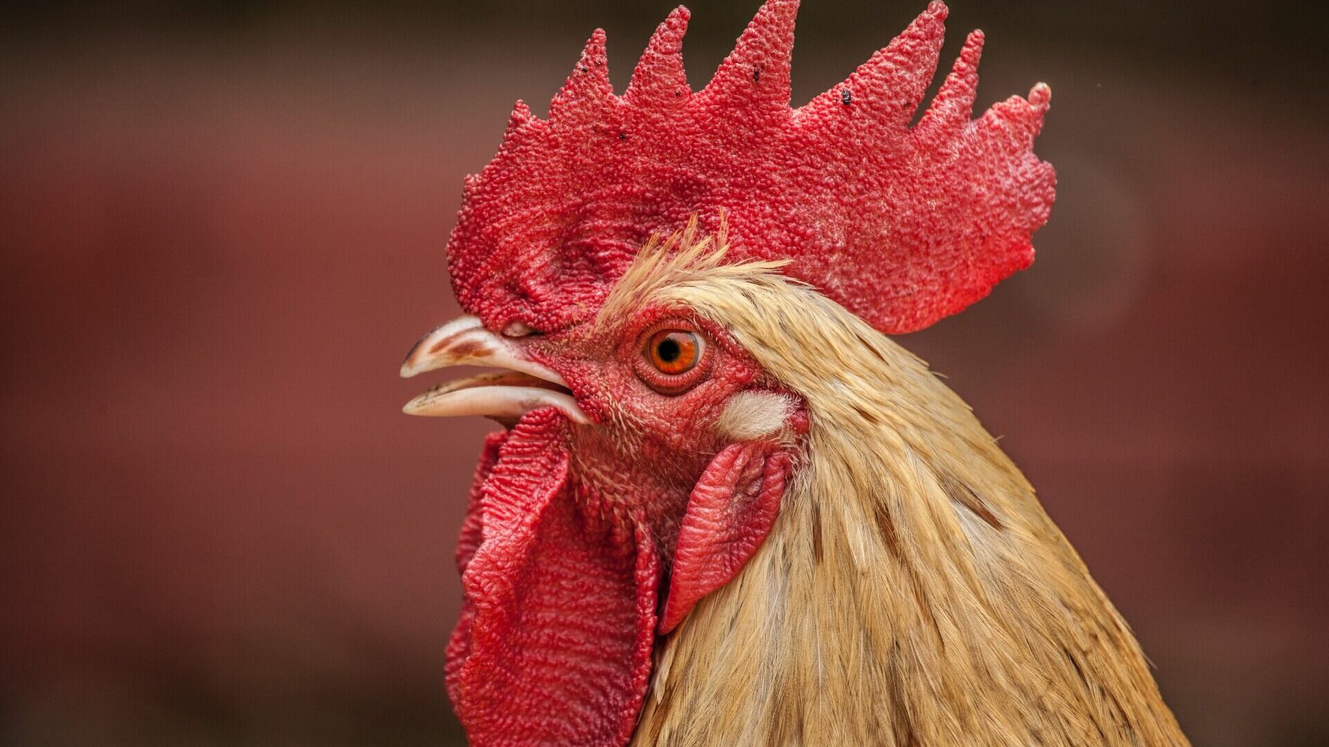 Птичий грипп угрожает сельхозпредприятиям Хабаровского края