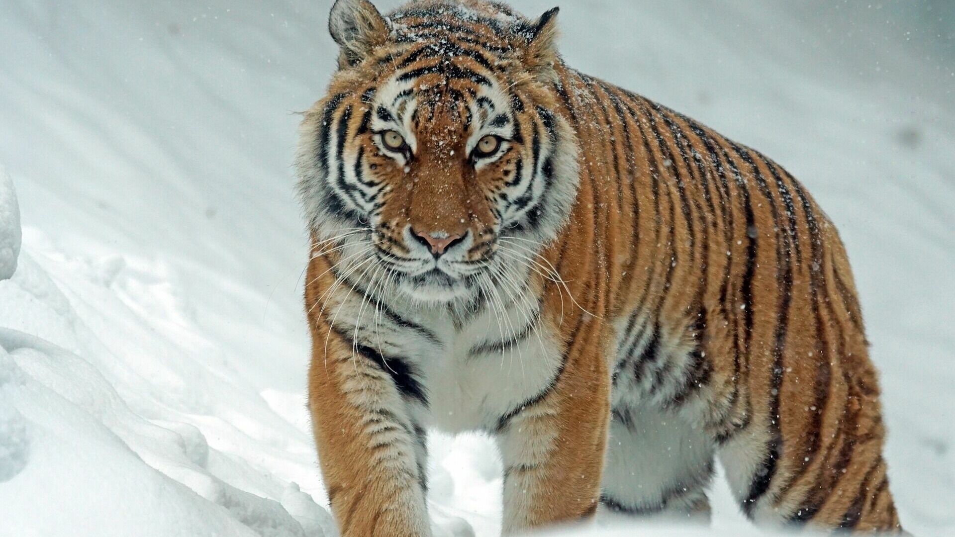 Амурские тигры атакуют селения в Вяземском районе Хабаровского края