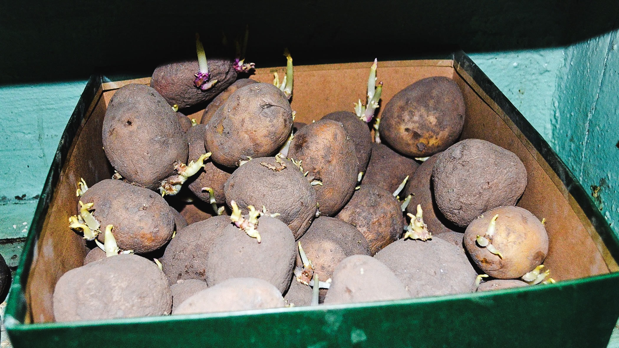 203 тонны семенного картофеля забраковали в Хабаровском крае