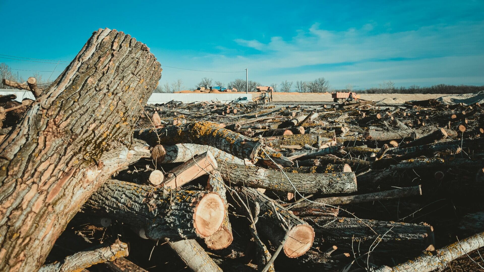 12 предприятий остановили заготовку древесины в Хабаровском крае