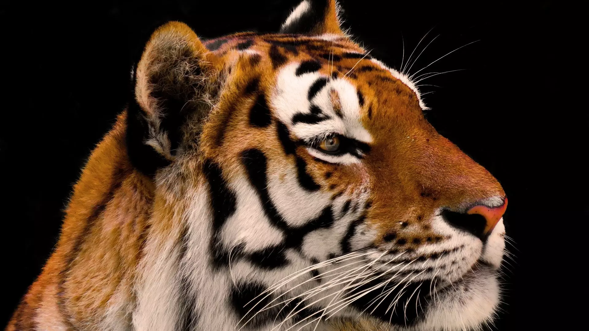 Умерла тигрица, найденная на трассе Хабаровск-Владивосток