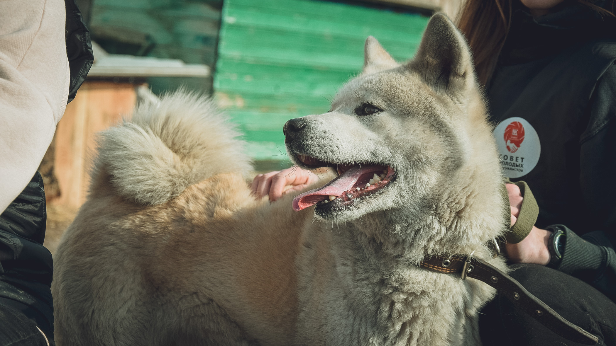 Острый вопрос о проблеме бродячих собак подняла защитница народа в Хабаровском крае