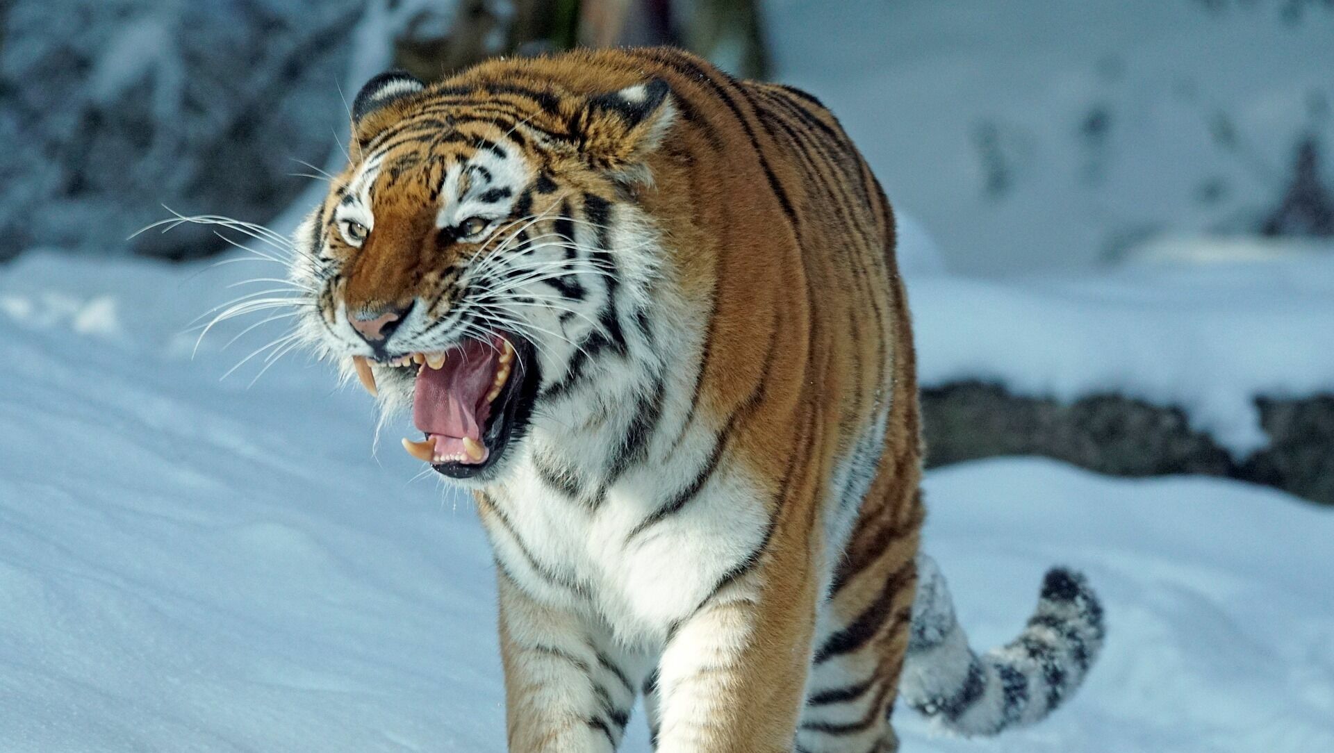 Тигр прогулялся по территории детдома в Хабаровском крае