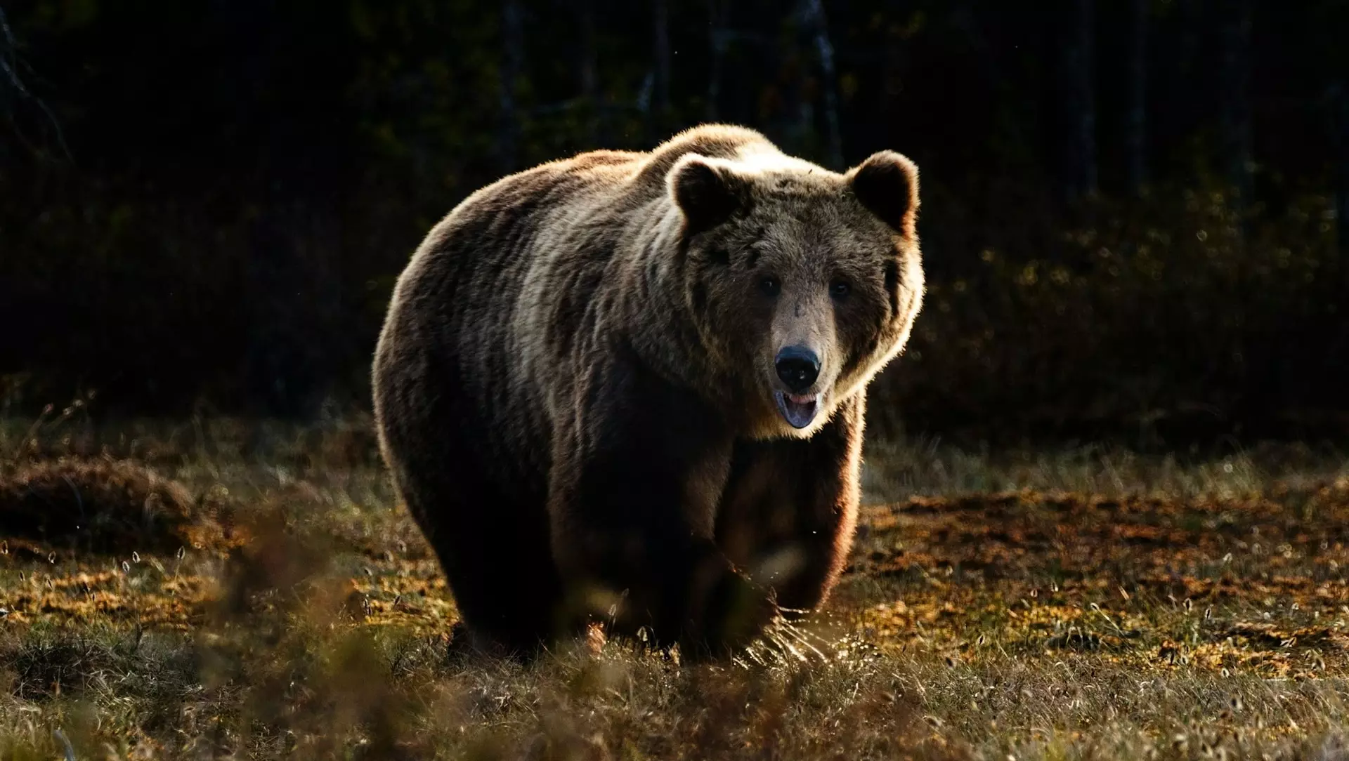 Медведи пробудились от аномального тепла в Хабаровске