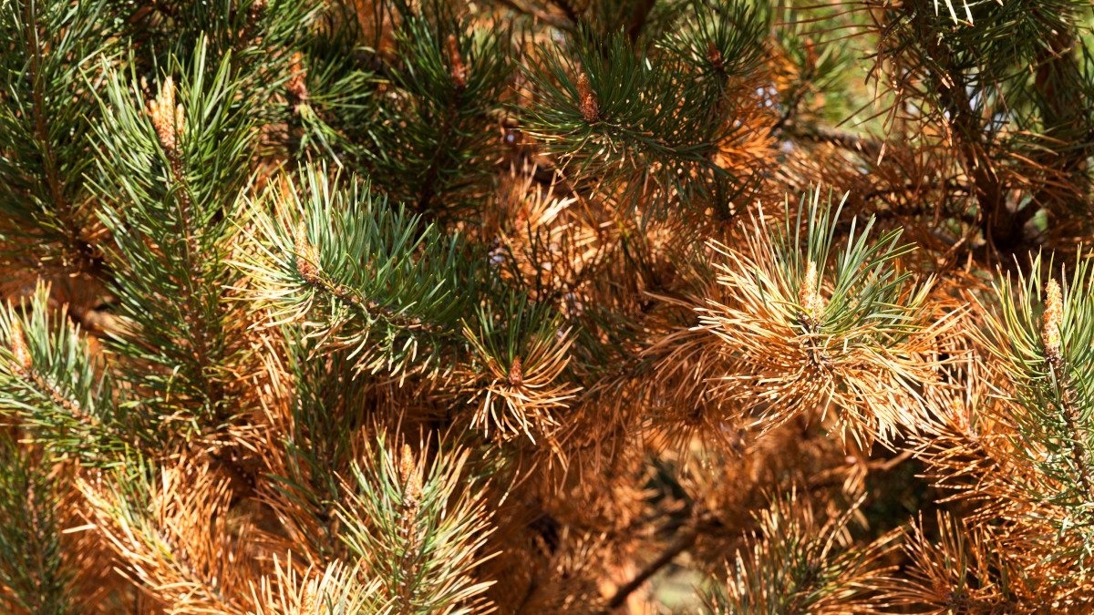 Как правильно защитить от болезней саженцы хвойных деревьев осенью в Хабаровском крае