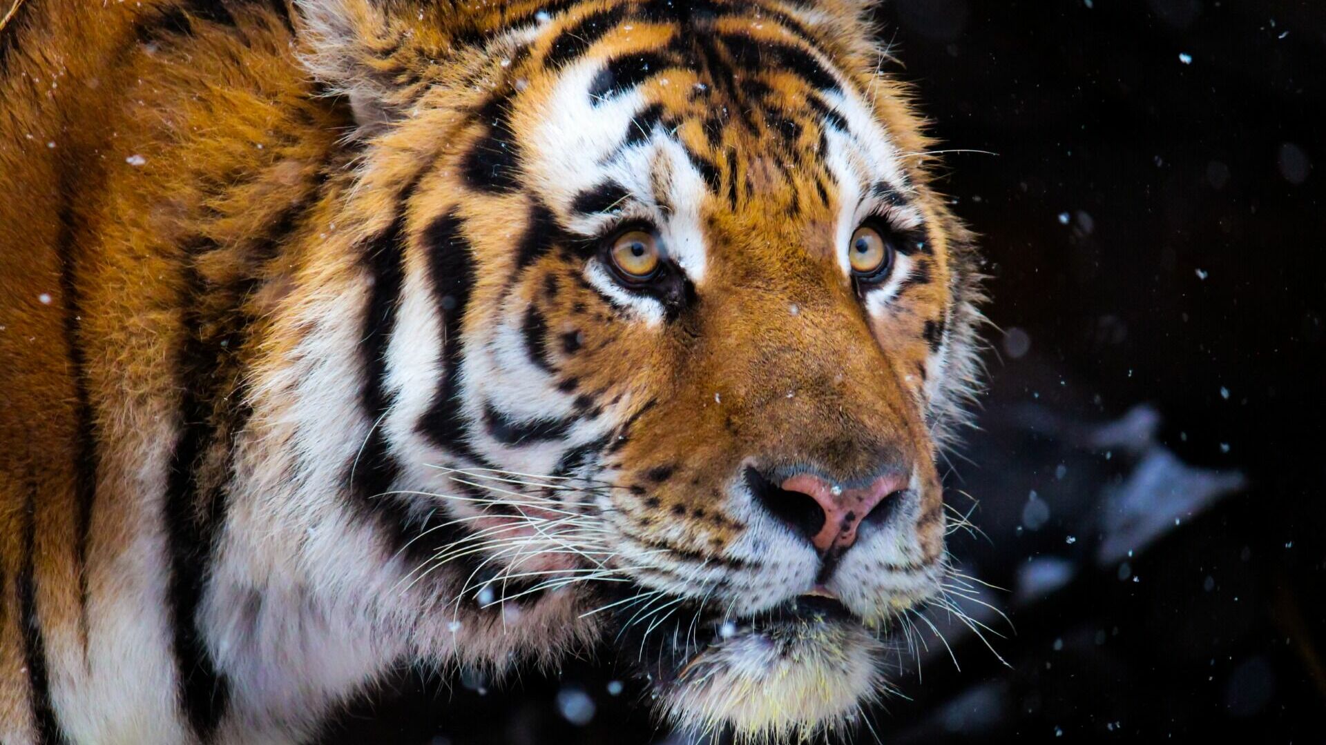 Жители Хабаровского края опасаются нападения тигра на улице