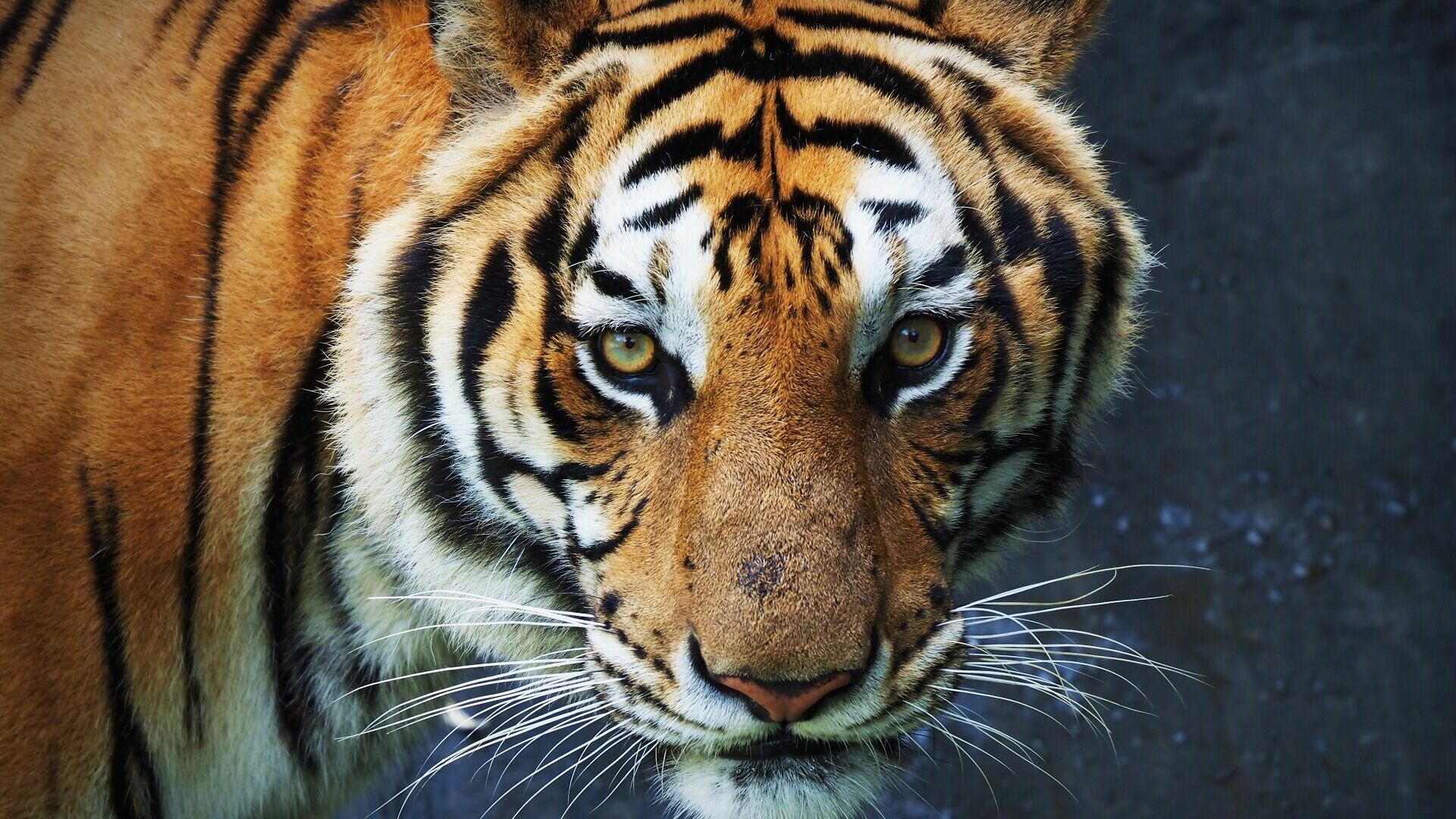 Стали известны новые подробности нападения тигра на охотника в Хабаровском крае