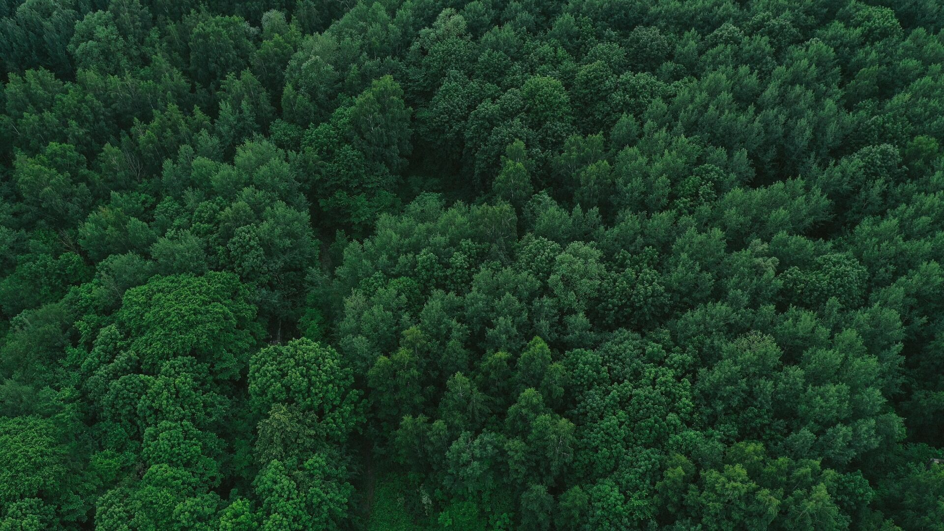 Больше леса требуют строители Хабаровского края