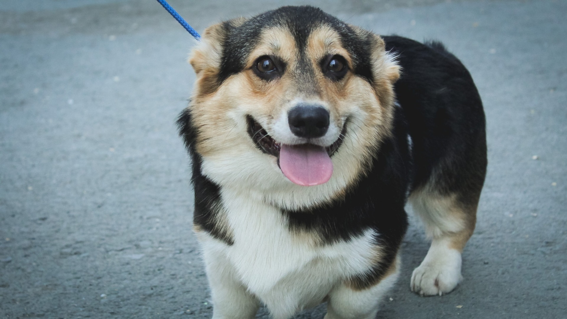 Зоозащитники спасли собаку от издевательств хозяина в Хабаровске