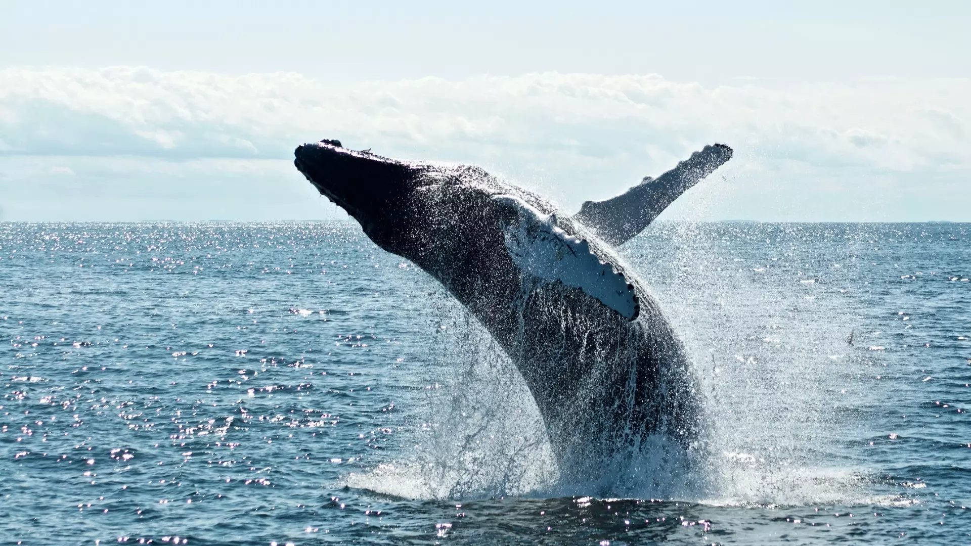 Уникальная возможность посмотреть на китов появилась у жителей Хабаровского края