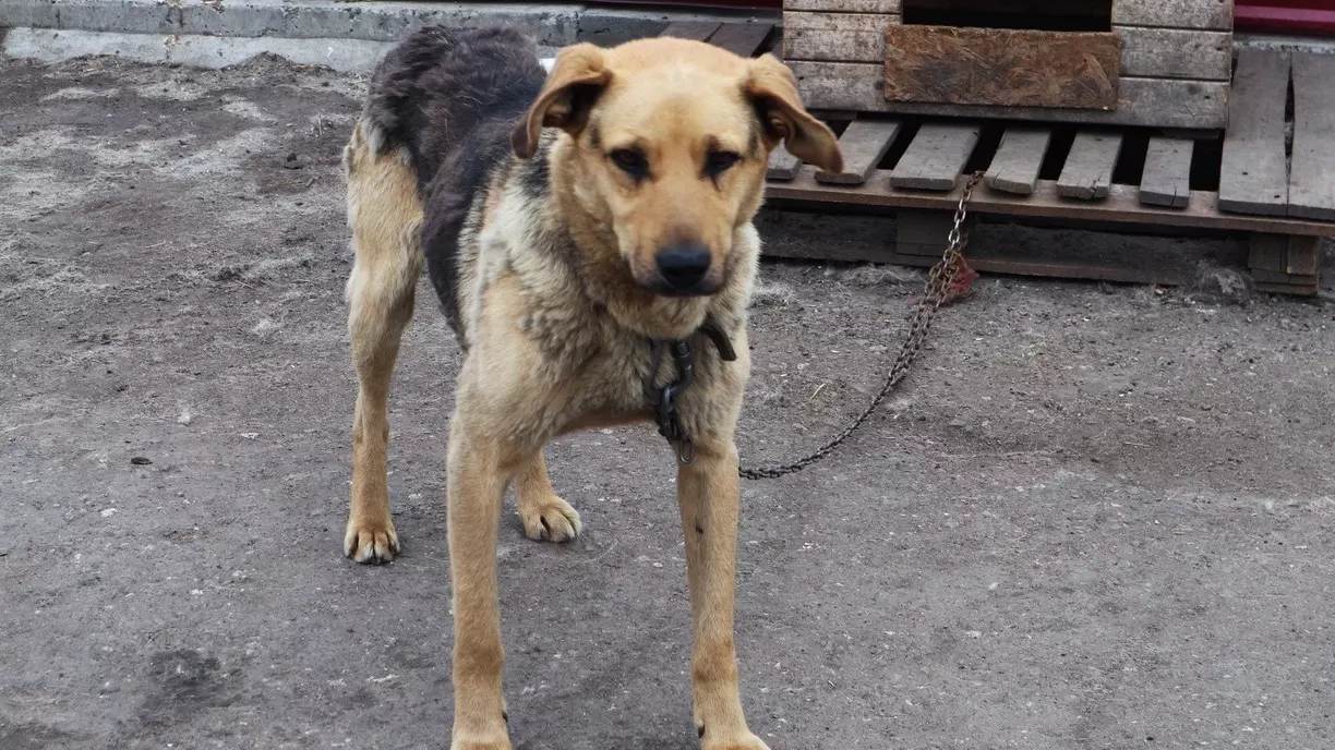 Добровольцев для ухода за собаками ищут в Хабаровском крае