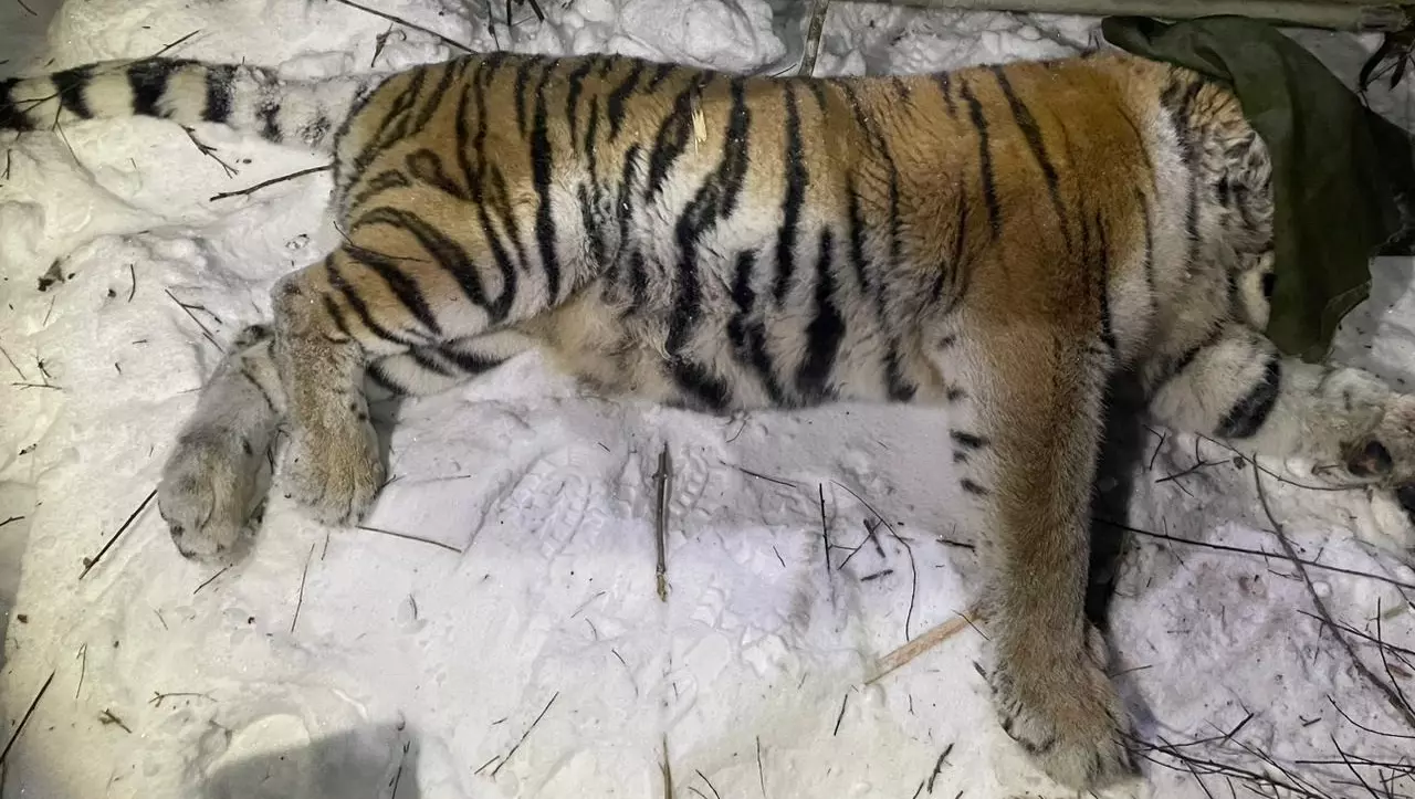 Конфликтного тигра поймали в Хабаровском крае