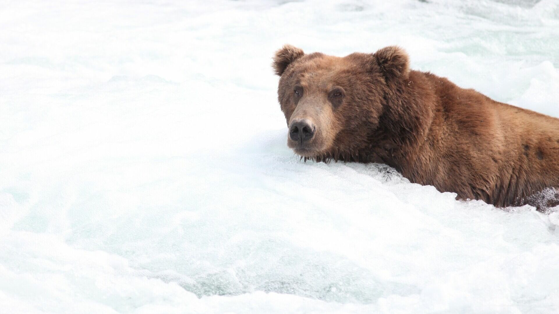 Медведь гулял по Хабаровску