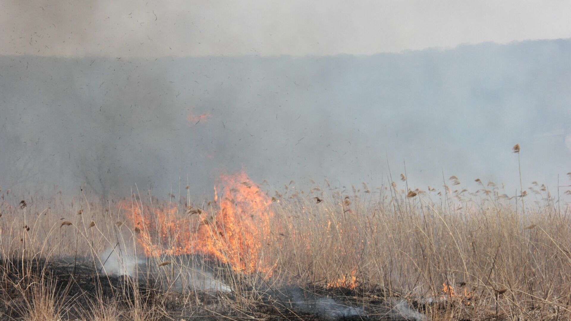 Мощный пожар уничтожает дачные участки в Хабаровском крае