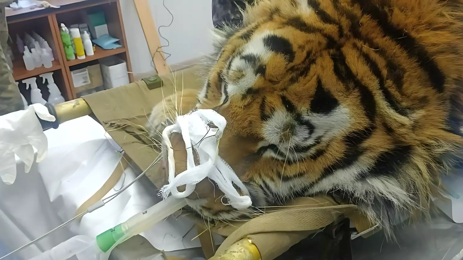 Тигра осматривают ветеринары