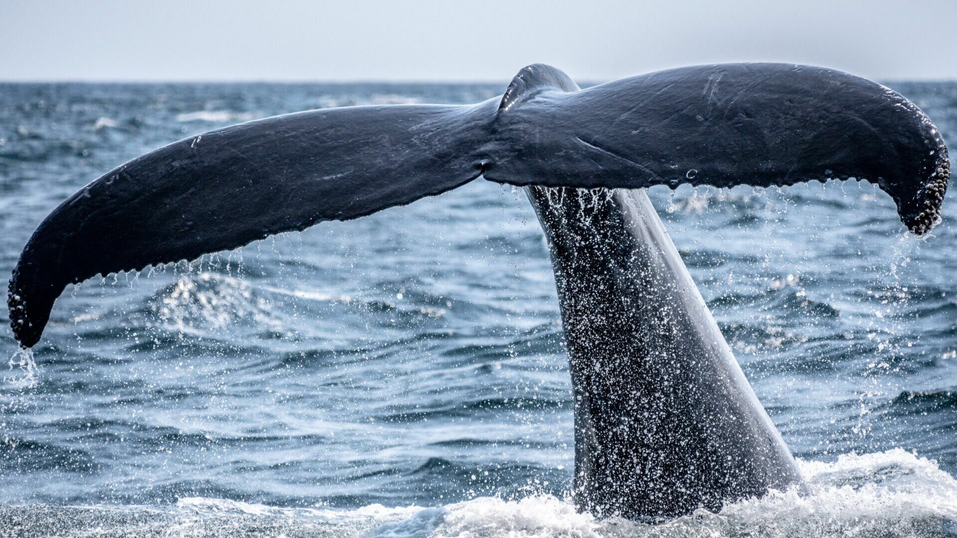 Популяция гренландских китов выросла в Охотском море Хабаровского края