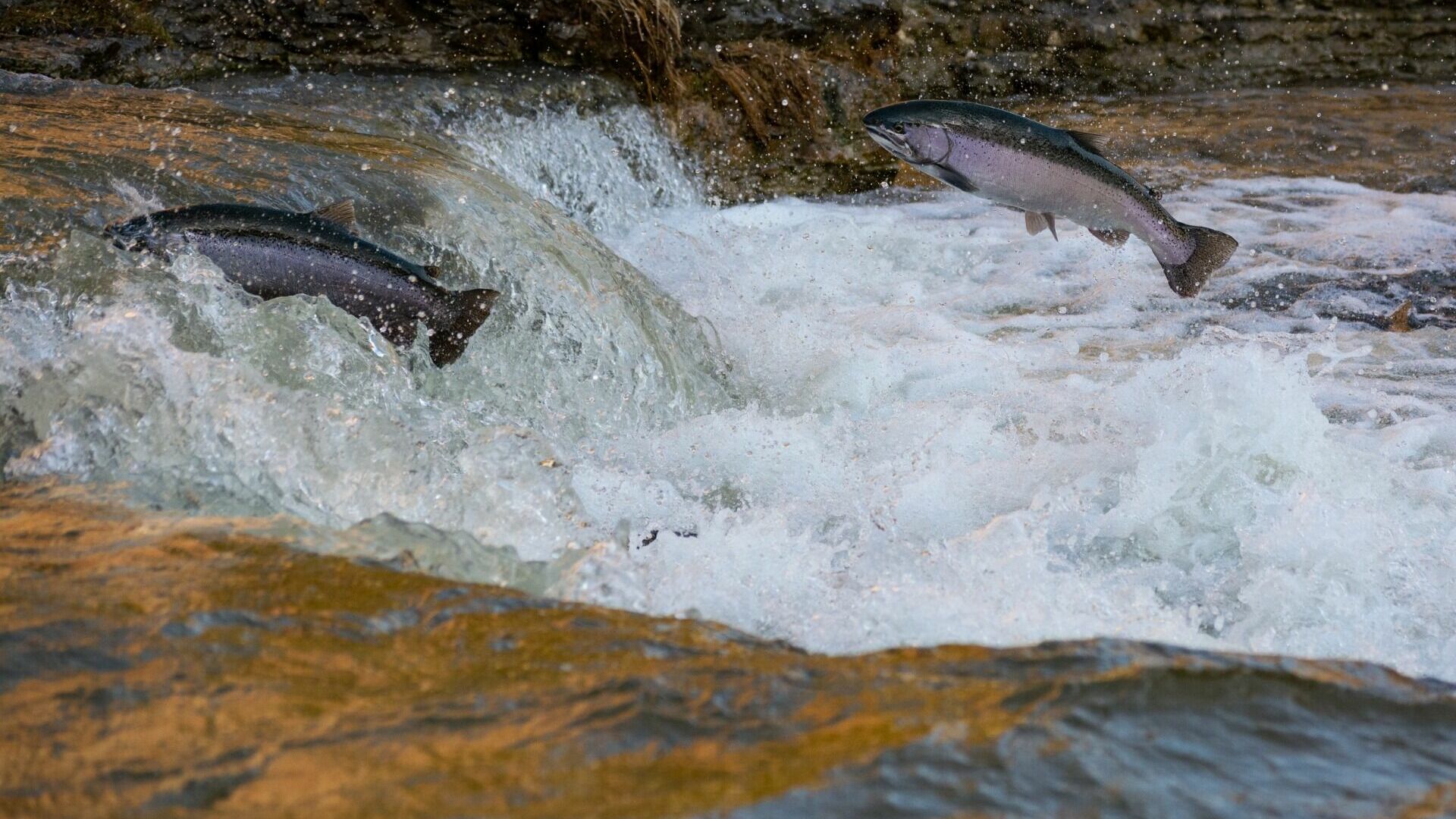 Восемнадцать тонн лосося изъяли у браконьеров пограничники в Хабаровском крае