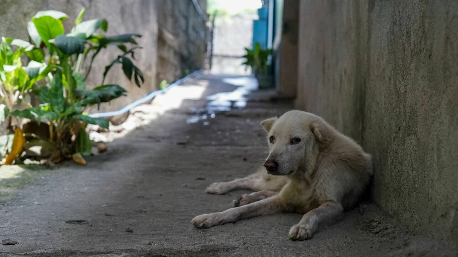 Жители Хабаровска района просят решить проблему с бездомными собаками