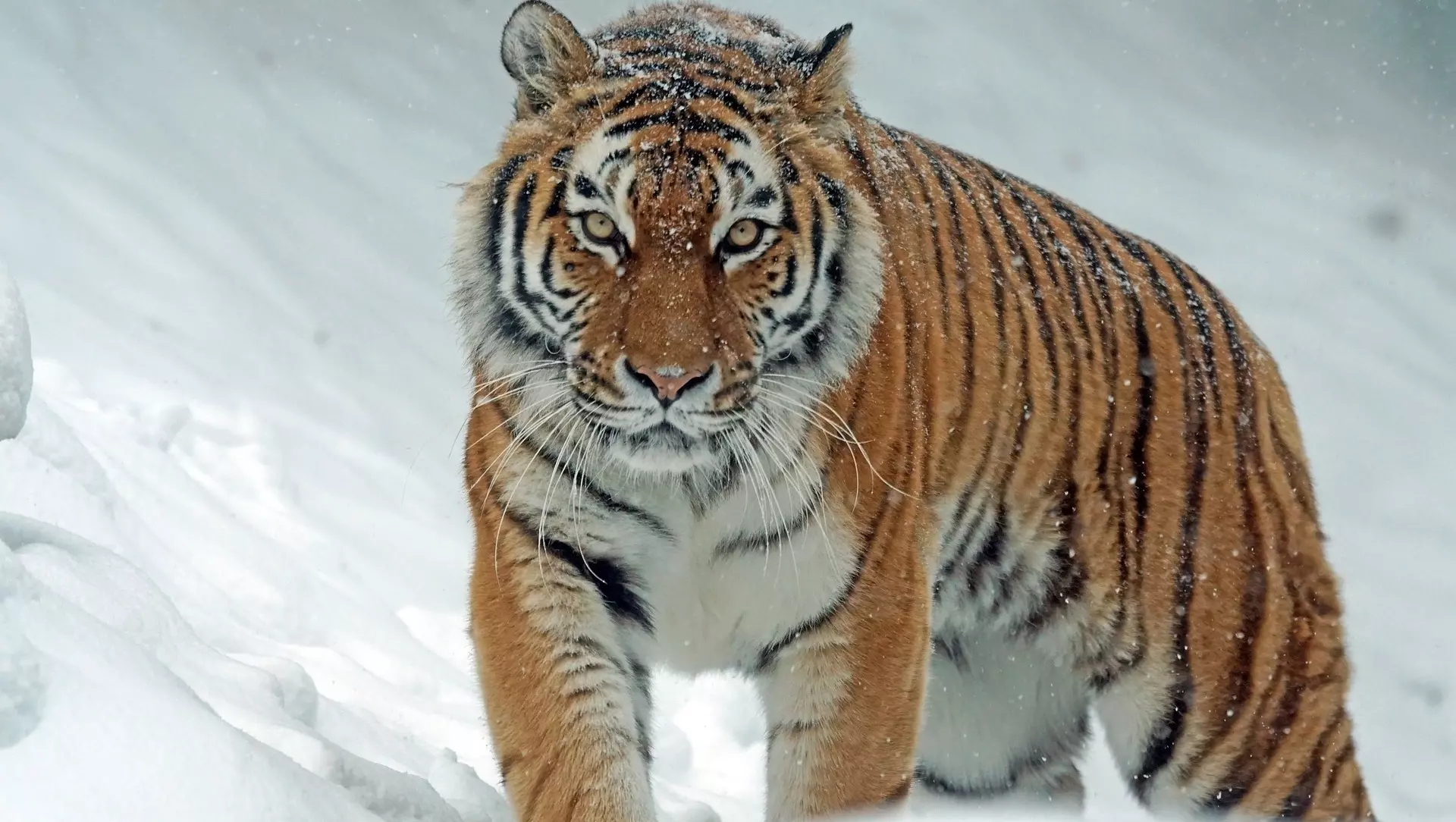 Амурских тигров не разводят в Хабаровском крае