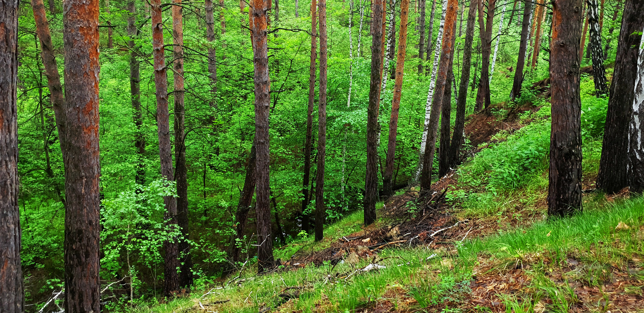 Грибники Хабаровского края обрадовались большому количеству подосиновиков в лесах