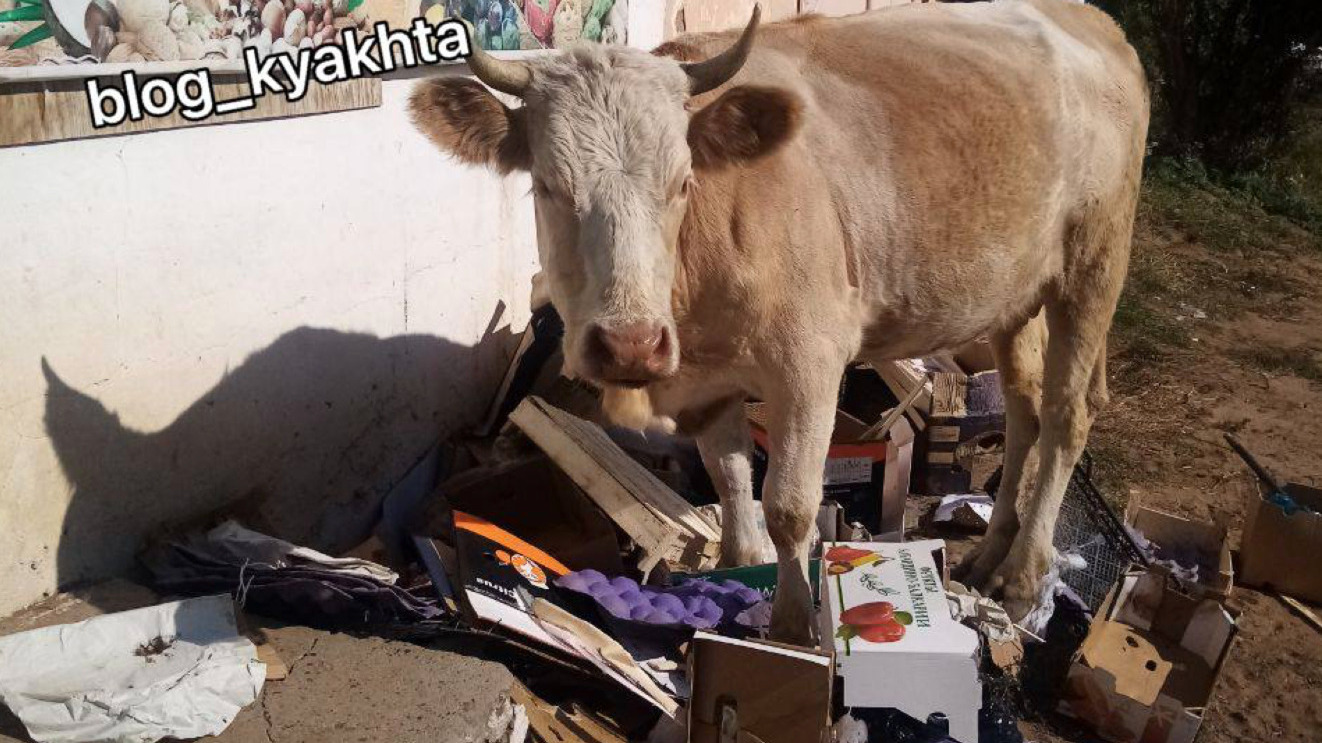 Священную корову нашли в Бурятии
