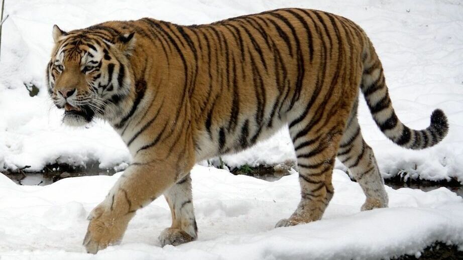 Тигра — убийцу собак поймали в Хабаровском крае