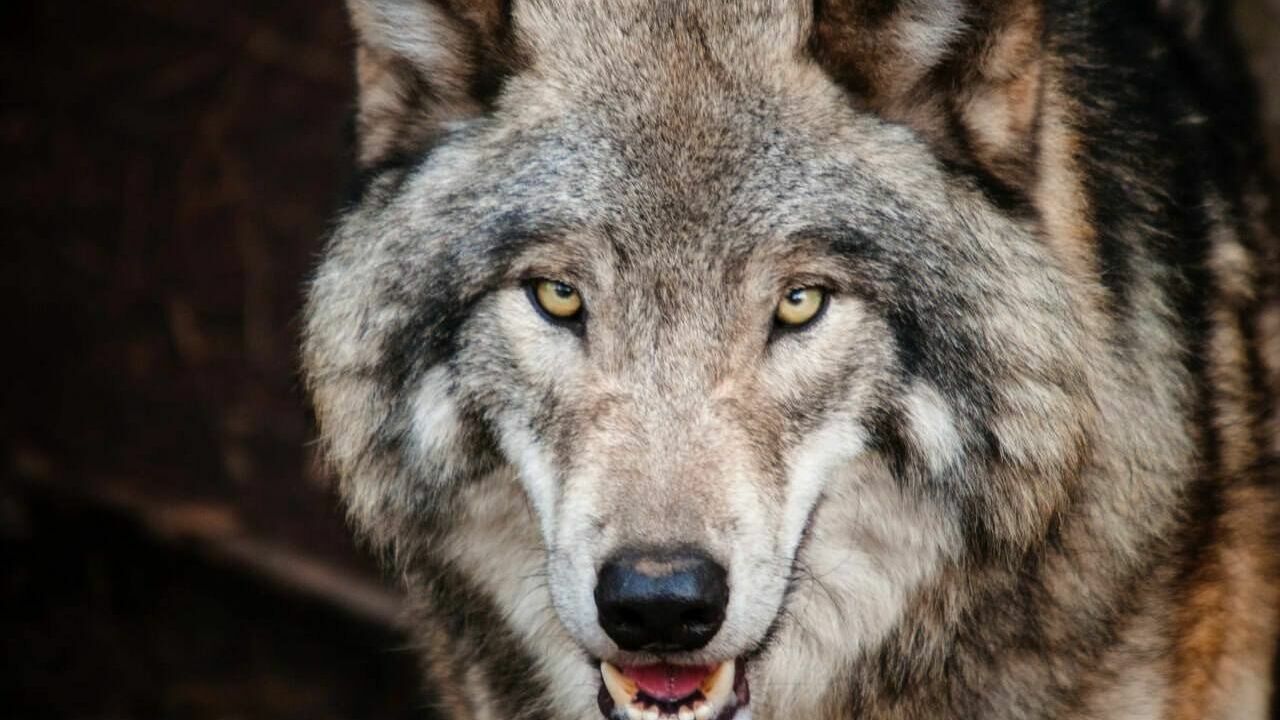 Сезон охоты на волков: всем желающим разрешать добывать хищников — они рвут скот
