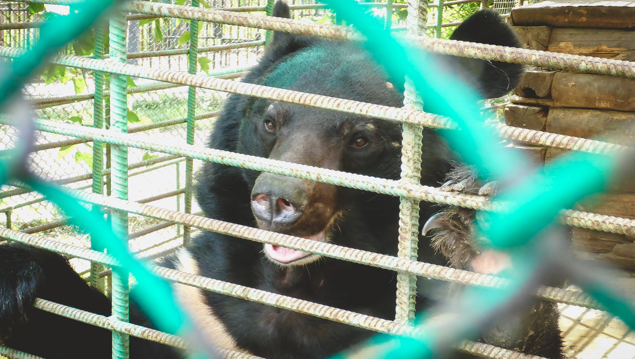 Медведь напугал туристов на кордоне в Бурятии