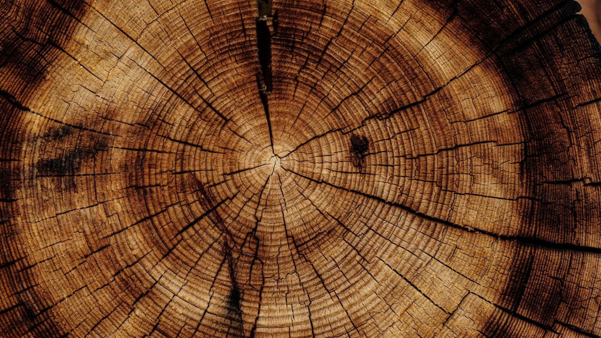 Деревянными домами спасут лесную промышленность Хабаровского края