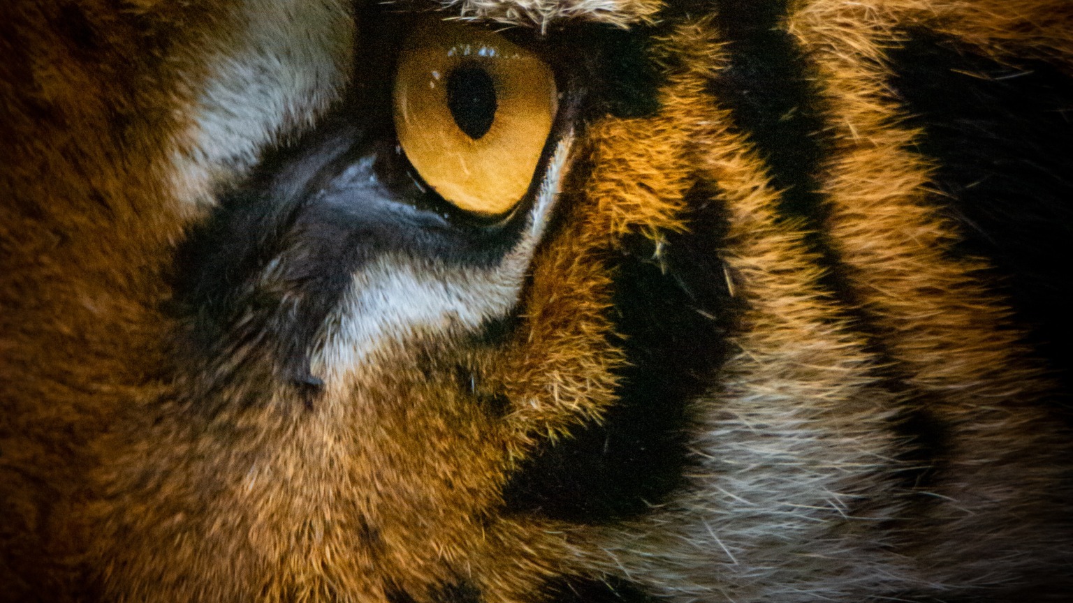 Популяция амурских тигров за пять лет восстановилась в Хабаровском районе