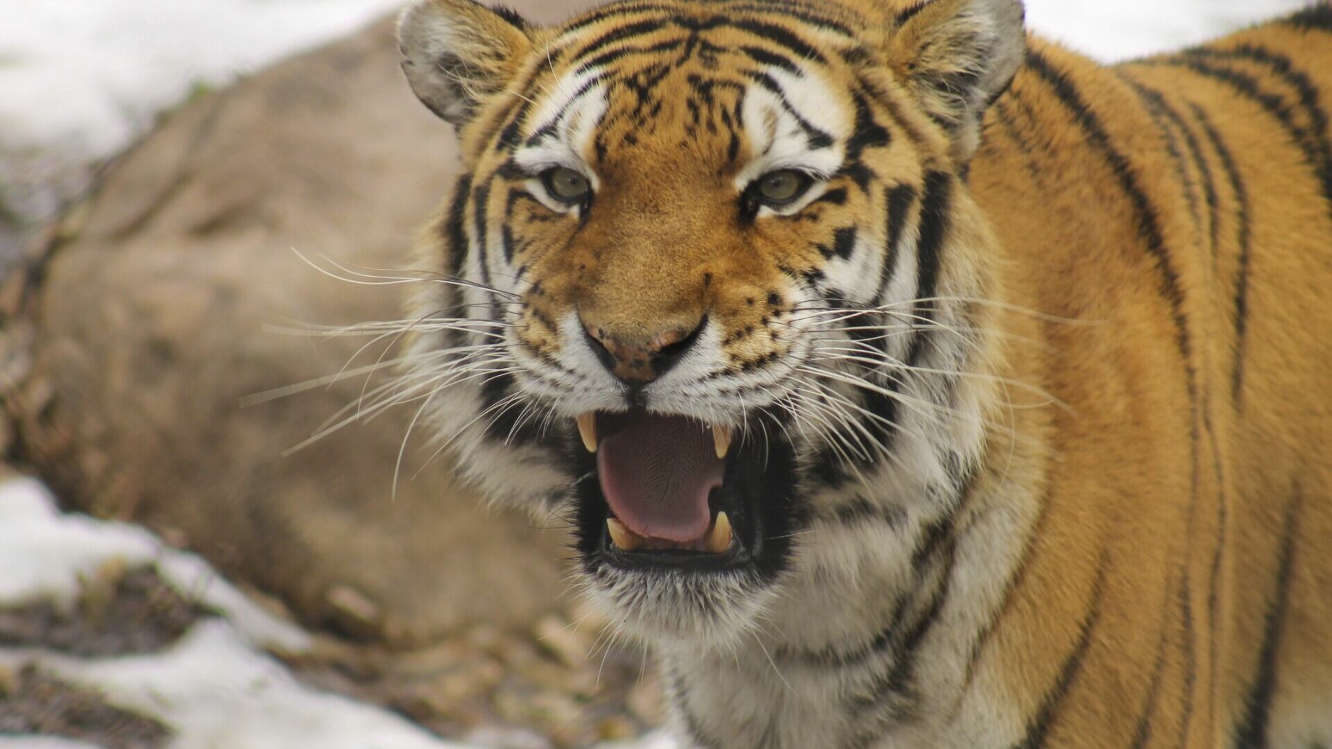 Тигр разгуливал по столице Нанайского района Хабаровского края