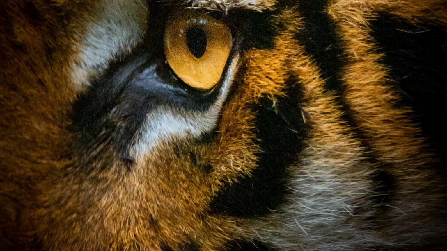 Тигры в поисках легкой добычи идут на север Хабаровского края