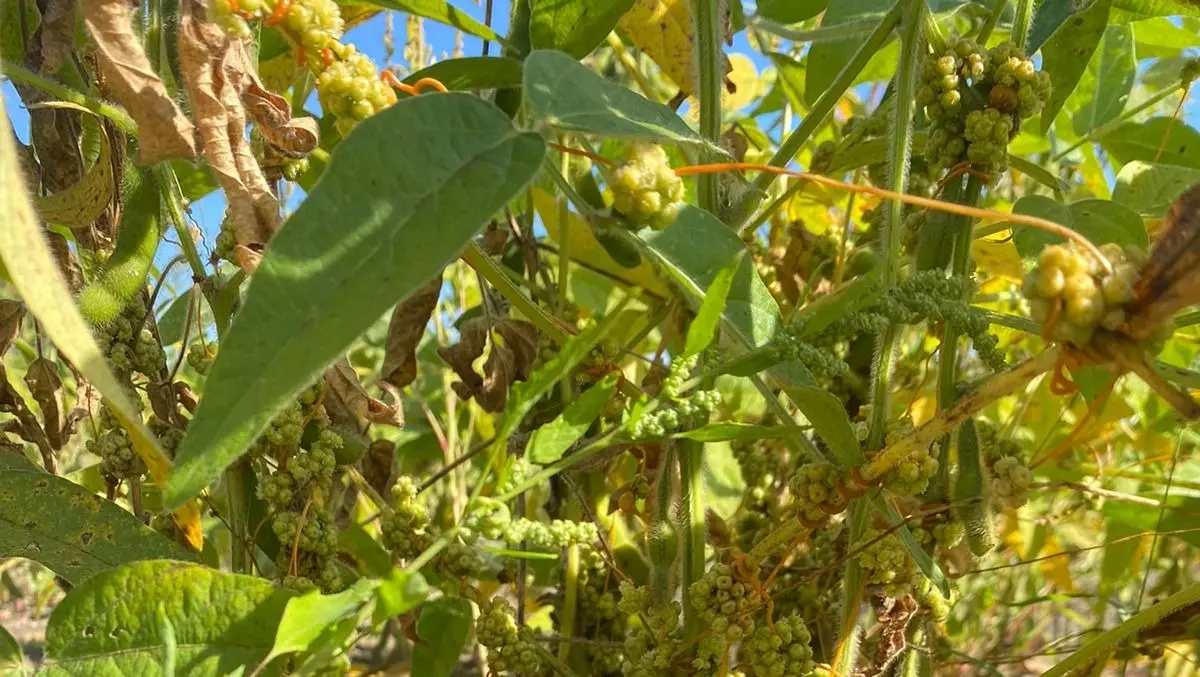 Новые очаги опасных растений выявлены в Хабаровском крае