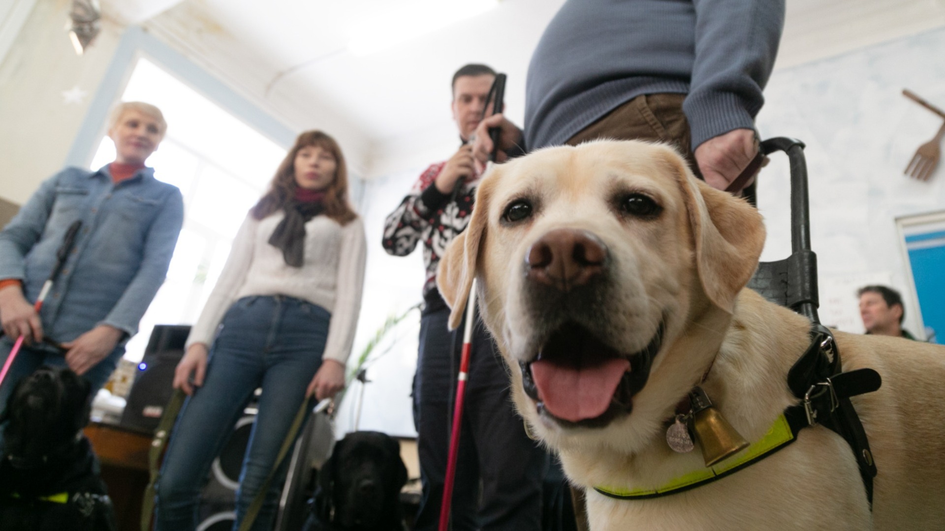 Собаку-поводыря пообещали каждому слепому в Хабаровске