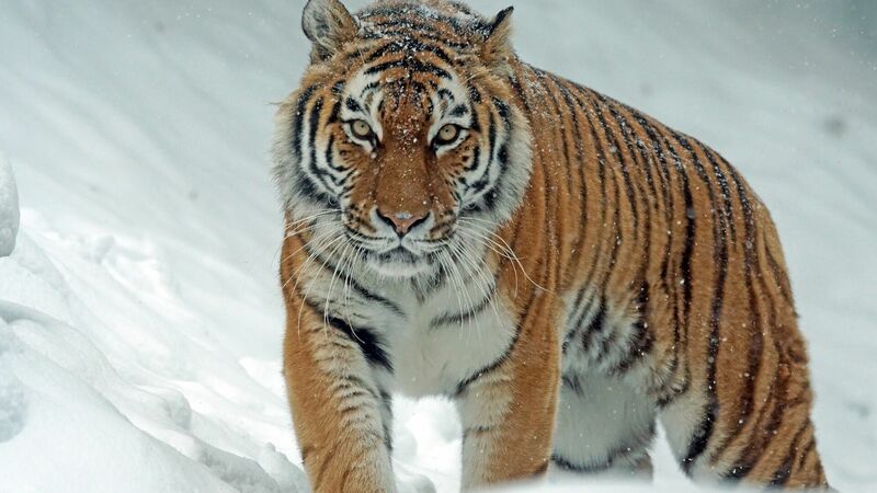 Амурский тигр охотится в селе Хабаровского района