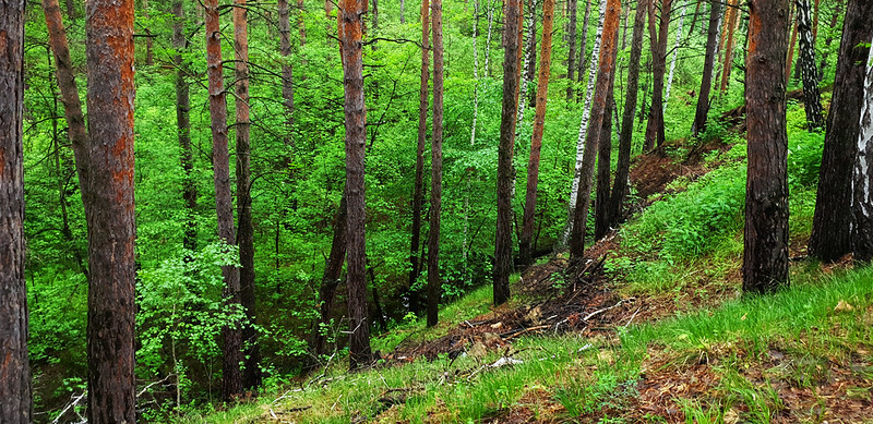 Правительство проверило вырубку леса в Хабаровском крае
