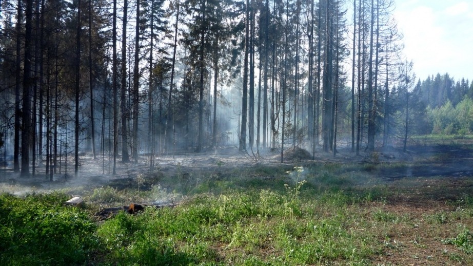 Минлесхоз Хабаровского края рассказал о тушении пожара на Лысой горе