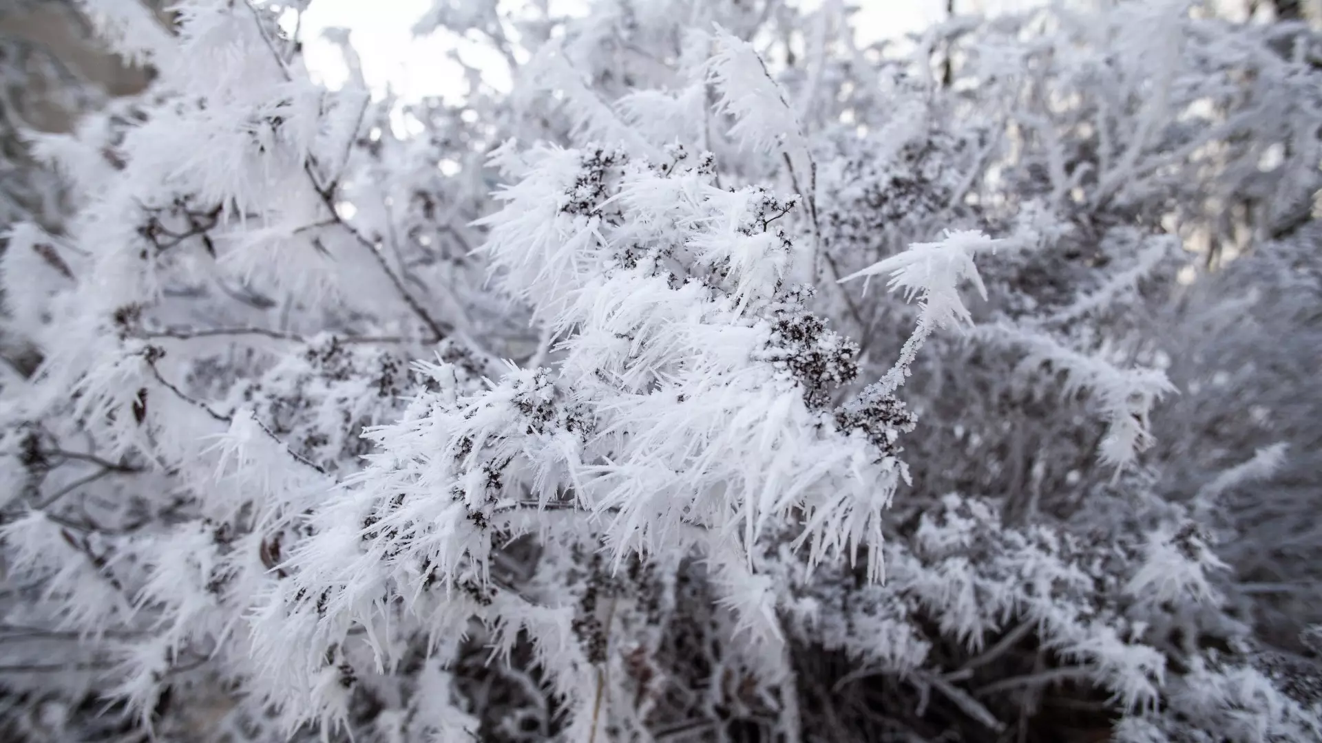 Снежное бедствие ждут в Хабаровском крае