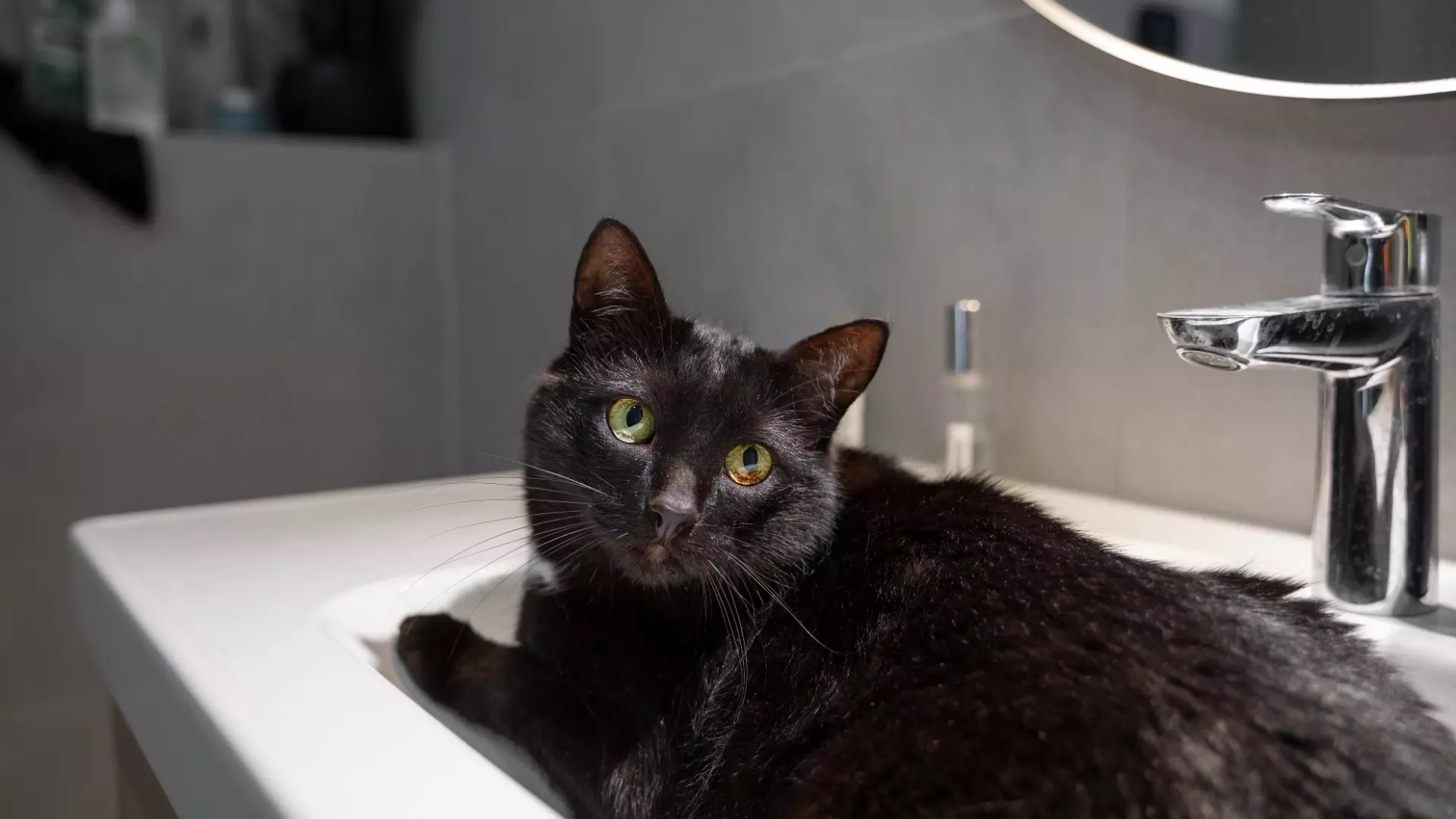 Хабаровский ветеринар объяснил, почему кошки боятся воды