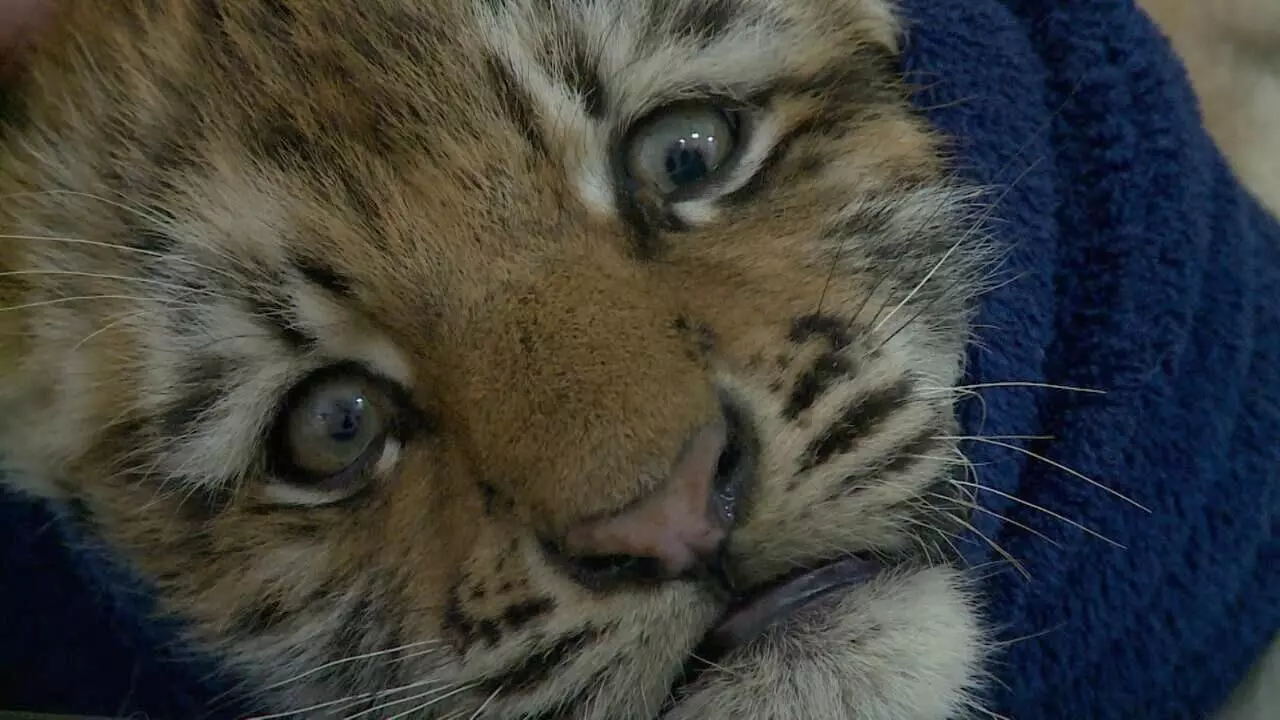 Стало известно имя тигренка, найденного на трассе в Хабаровском крае