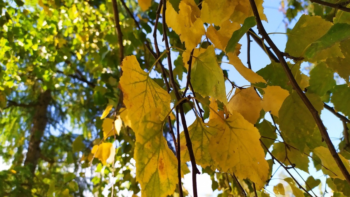 желтые листья