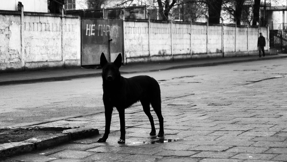 Бастрыкин поручил провести проверку по факту нападения домашних собак в Хабаровске