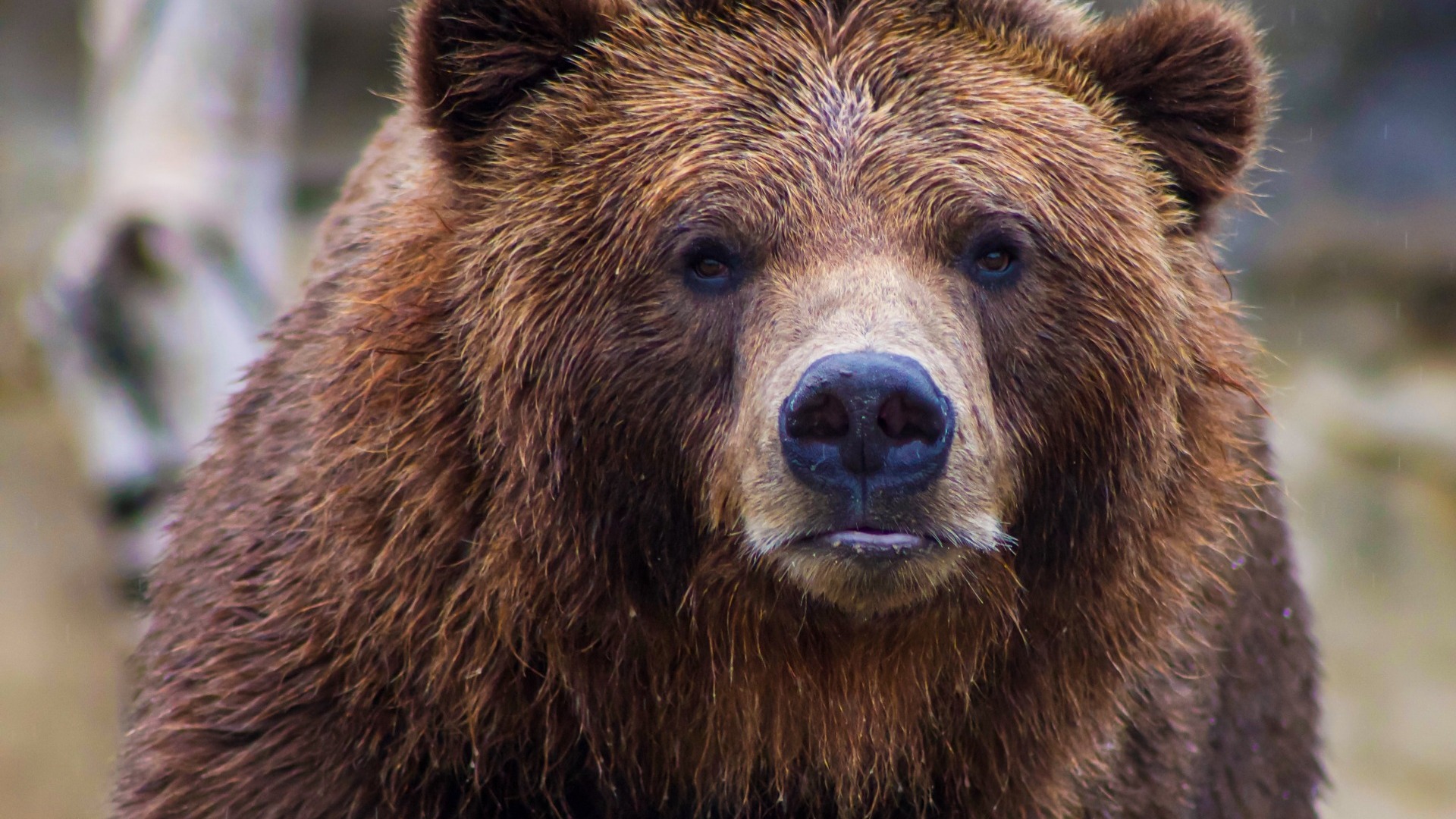 Бурый медведь приходит к дачникам в Хабаровском районе