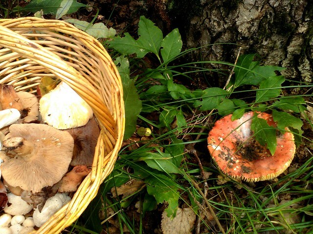Бабушку с грибами в Хабаровском крае не могут найти почти две недели