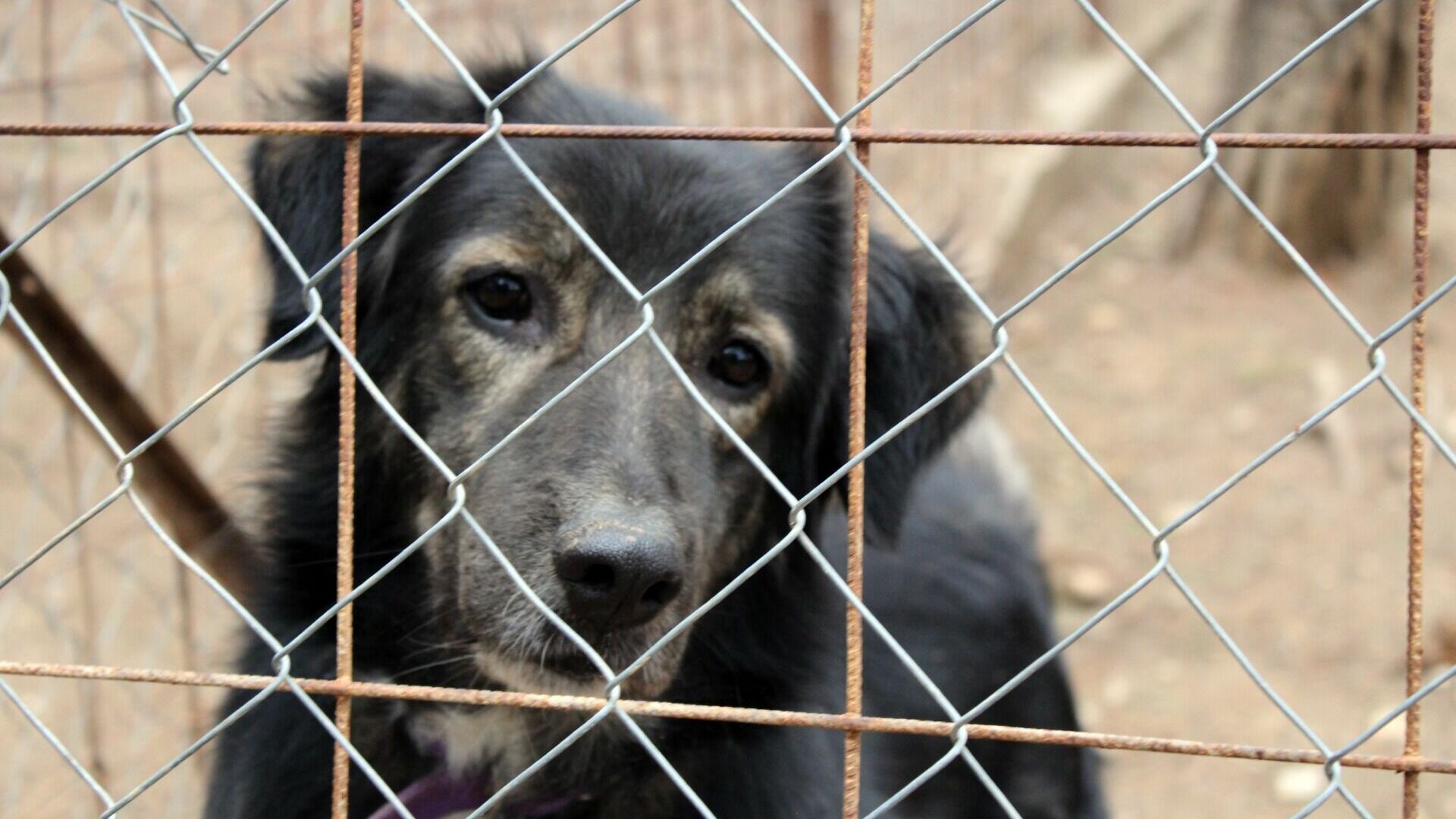 Новые правила обращения с бездомными животными предложили в Хабаровском крае