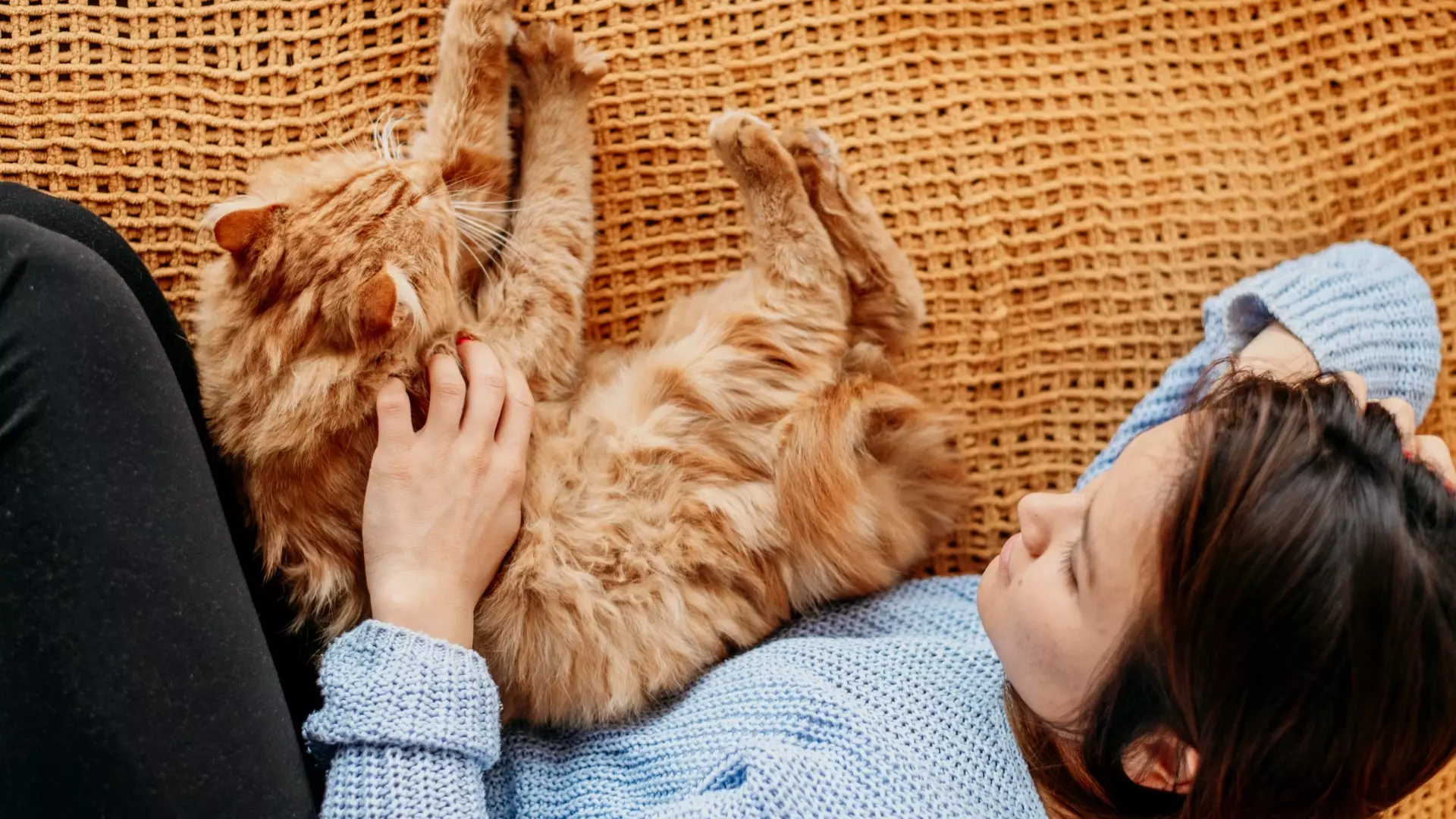 Хабаровский ветеринар рассказал, почему кошка ложится спать рядом с человеком