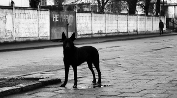 Возбудили дело: стая бродячих собак серьёзно искусала девочку в Хабаровском крае
